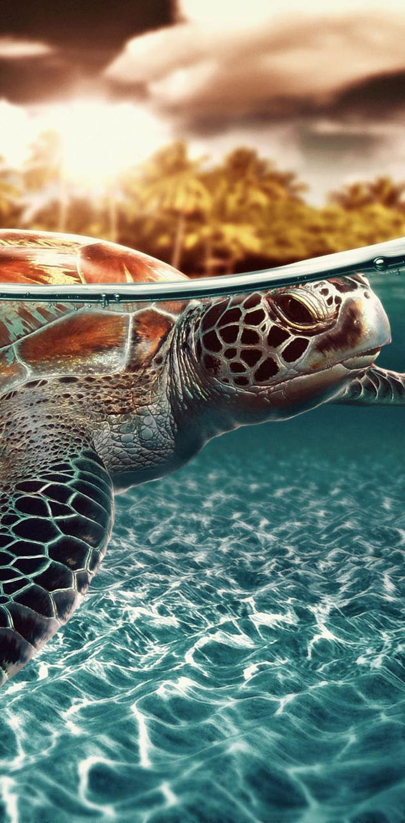 Sea Turtle by JaNNat_Jansi - on â, Green Turtle, HD phone wallpaper